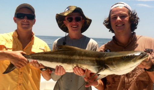 cobia