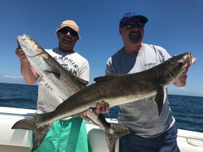 Cobia