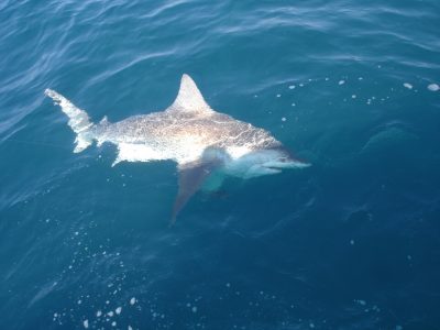 bullshark