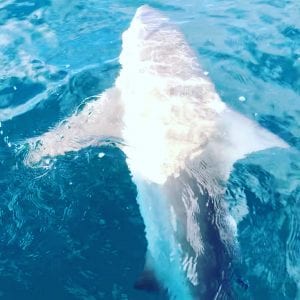 bull shark boat side