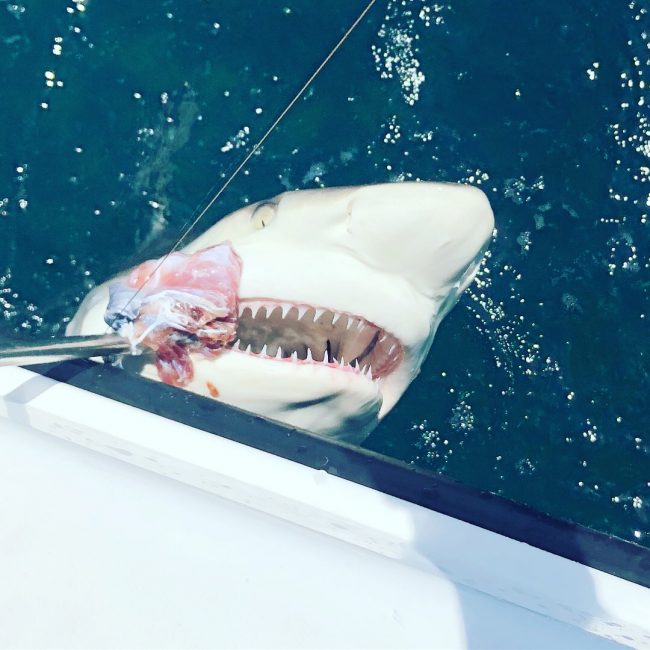 clearwater-beach-shark-fishing-trips-08 blacktip shark