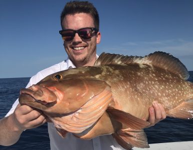 Red Grouper