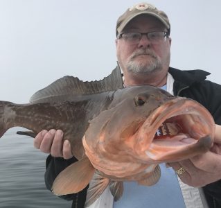 red grouper