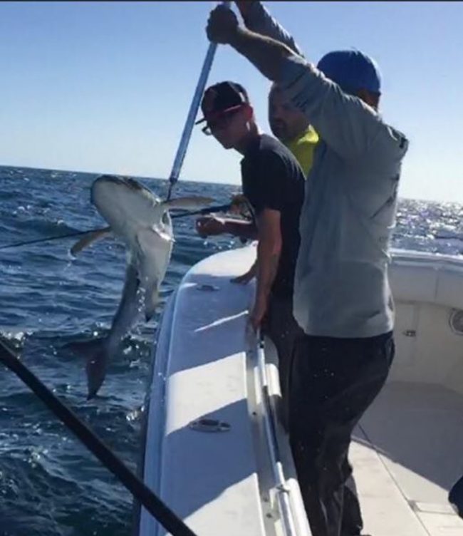 fisheye-sportfishing-clearwater-beach-07 Cobia for dinner!