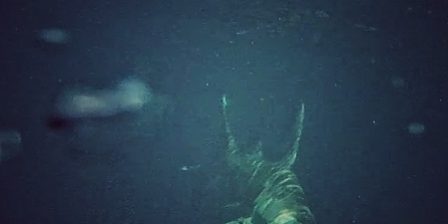 Hungry Hammerhead shark