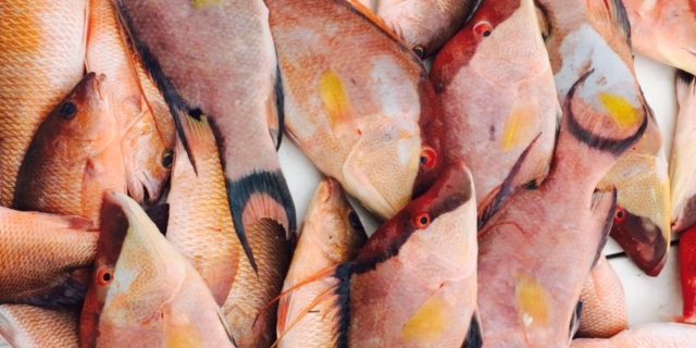 Fresh Hogfish for dinner