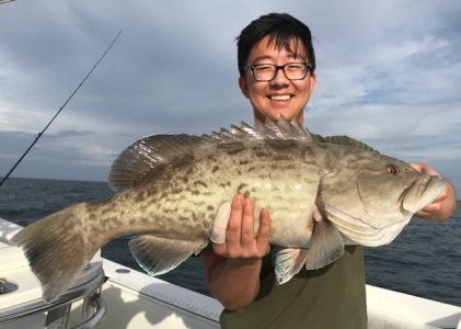 gag grouper