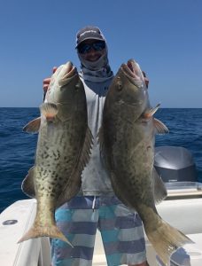 gag grouper