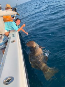 goliath grouper