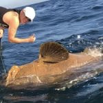 goliath grouper