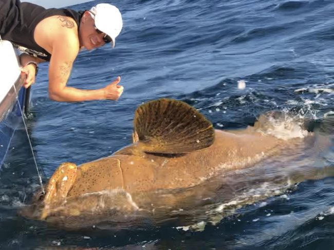 goliath grouper