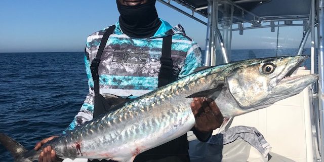 kingfish