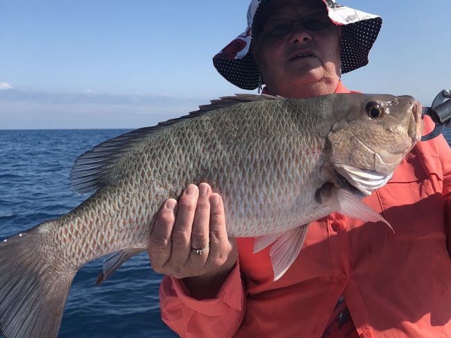 mangrove snapper