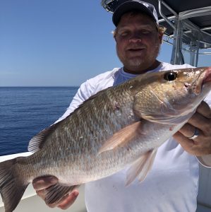 Mangrove Snapper