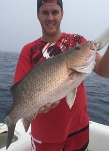 mangrove snapper