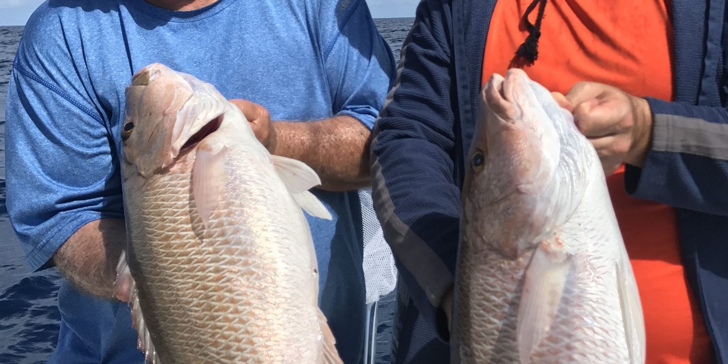 Mangrove Snappers
