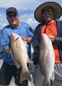 Mangrove Snappers