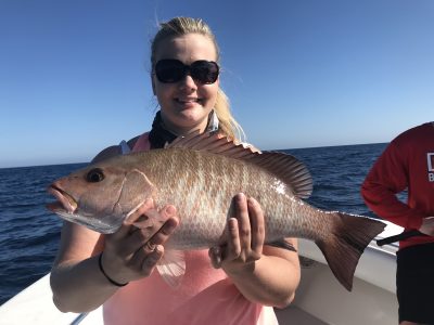 Mangrove Snapper