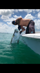 tarpon