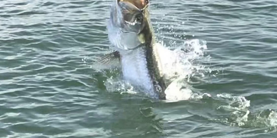 Tarpon