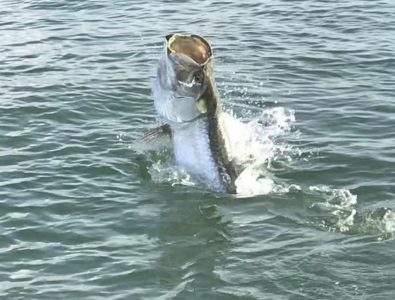 Tarpon