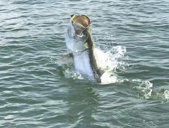 Tarpon