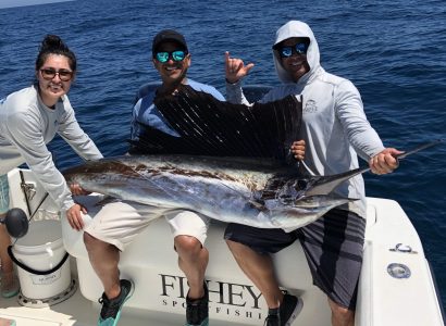 sailfish