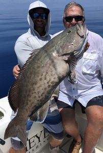 Gag Grouper